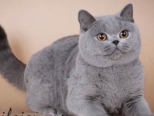 英国短毛猫