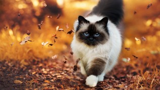 蓝眼睛霸气猫咪图片