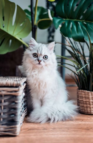 猫咪高清手机壁纸，电脑壁纸