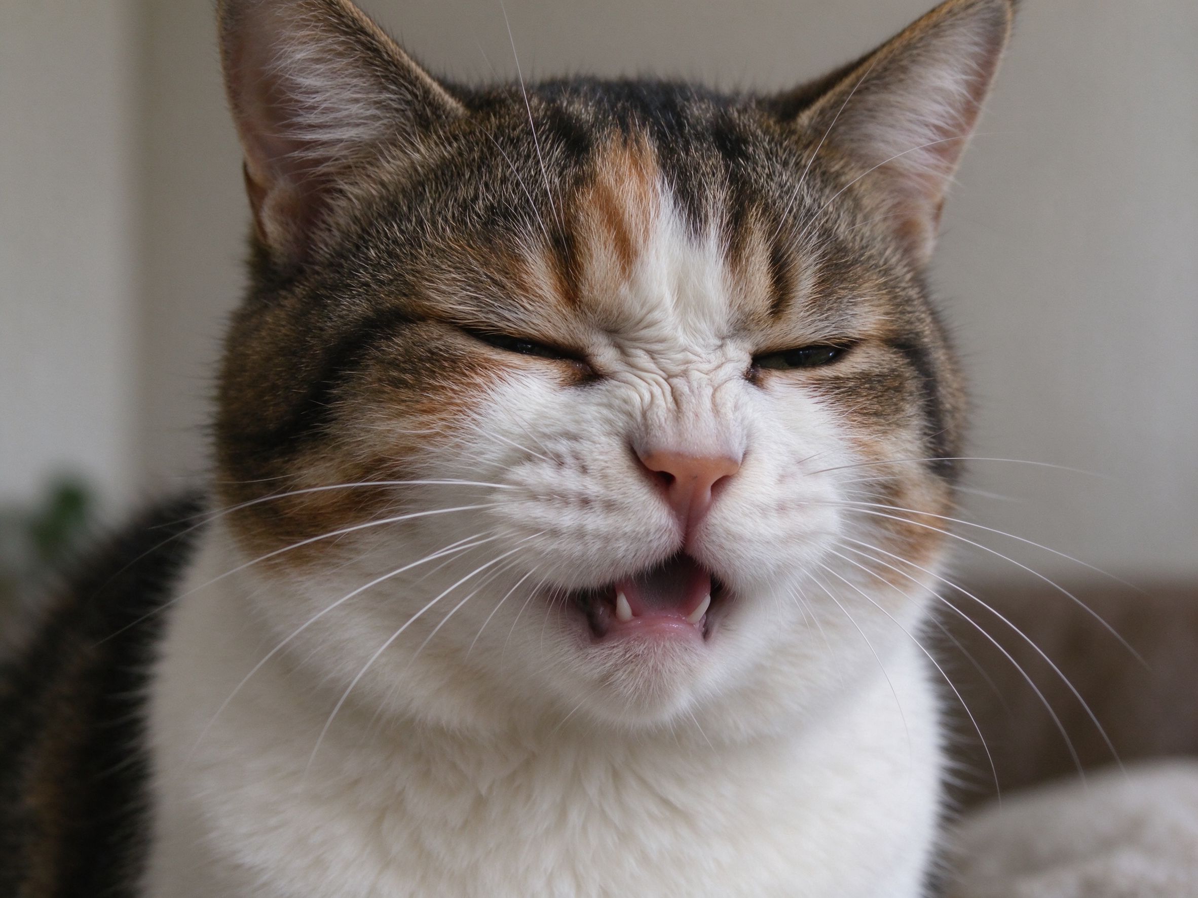 猫打喷嚏流鼻涕是感冒了吗,什么情况要就医