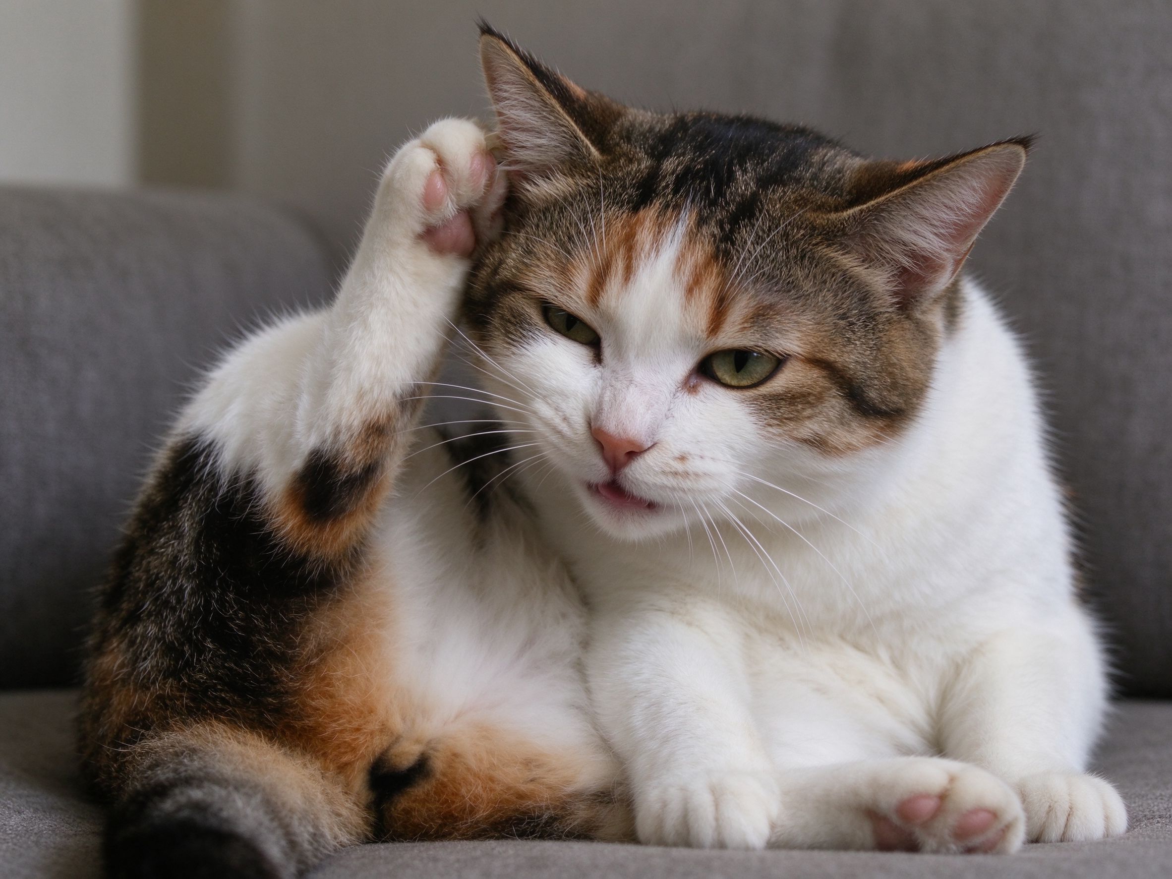 猫频繁甩头挠耳朵,除了耳螨还有什么原因