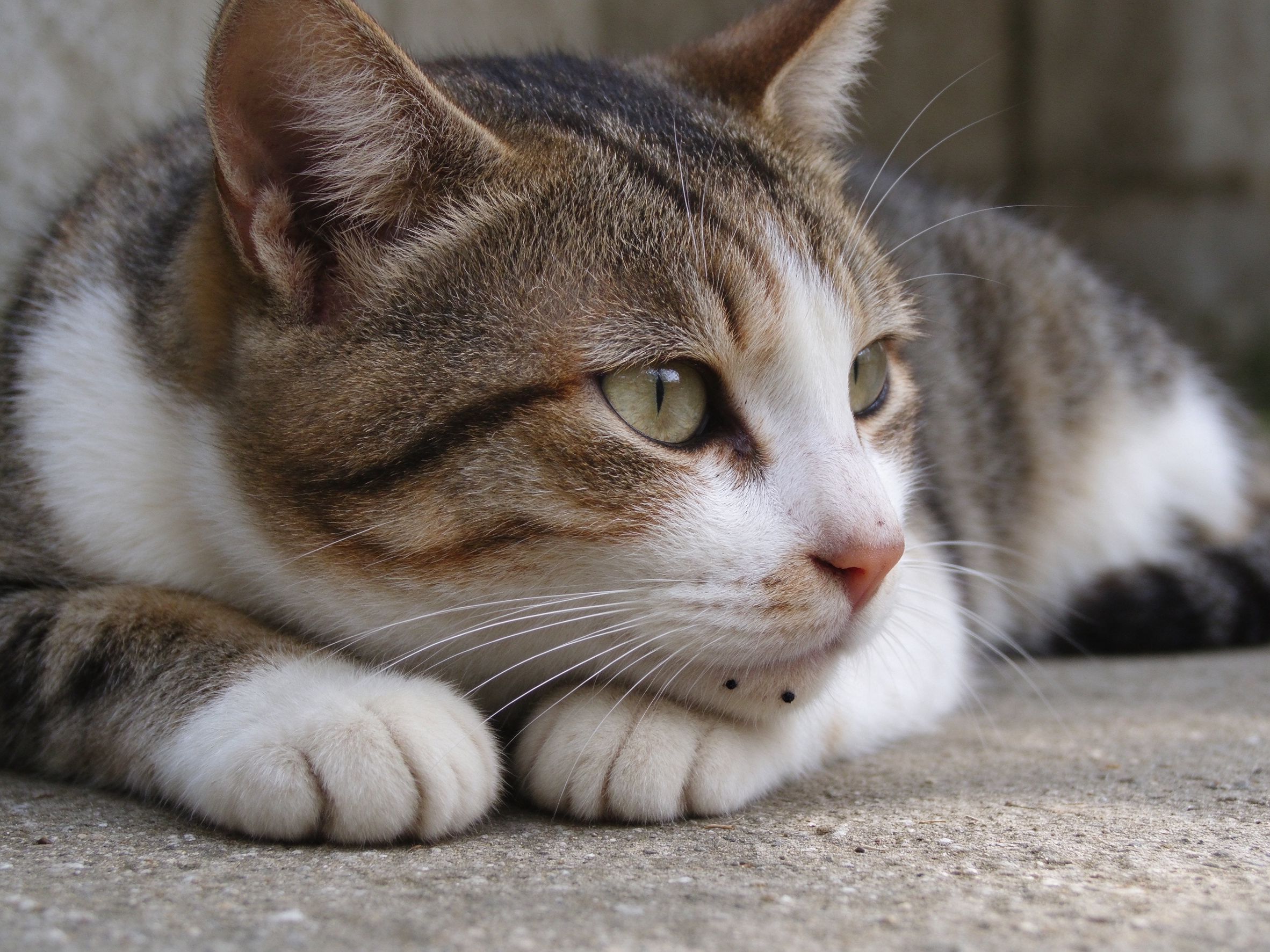 猫黑下巴(毛囊炎)怎么回事,怎么护理