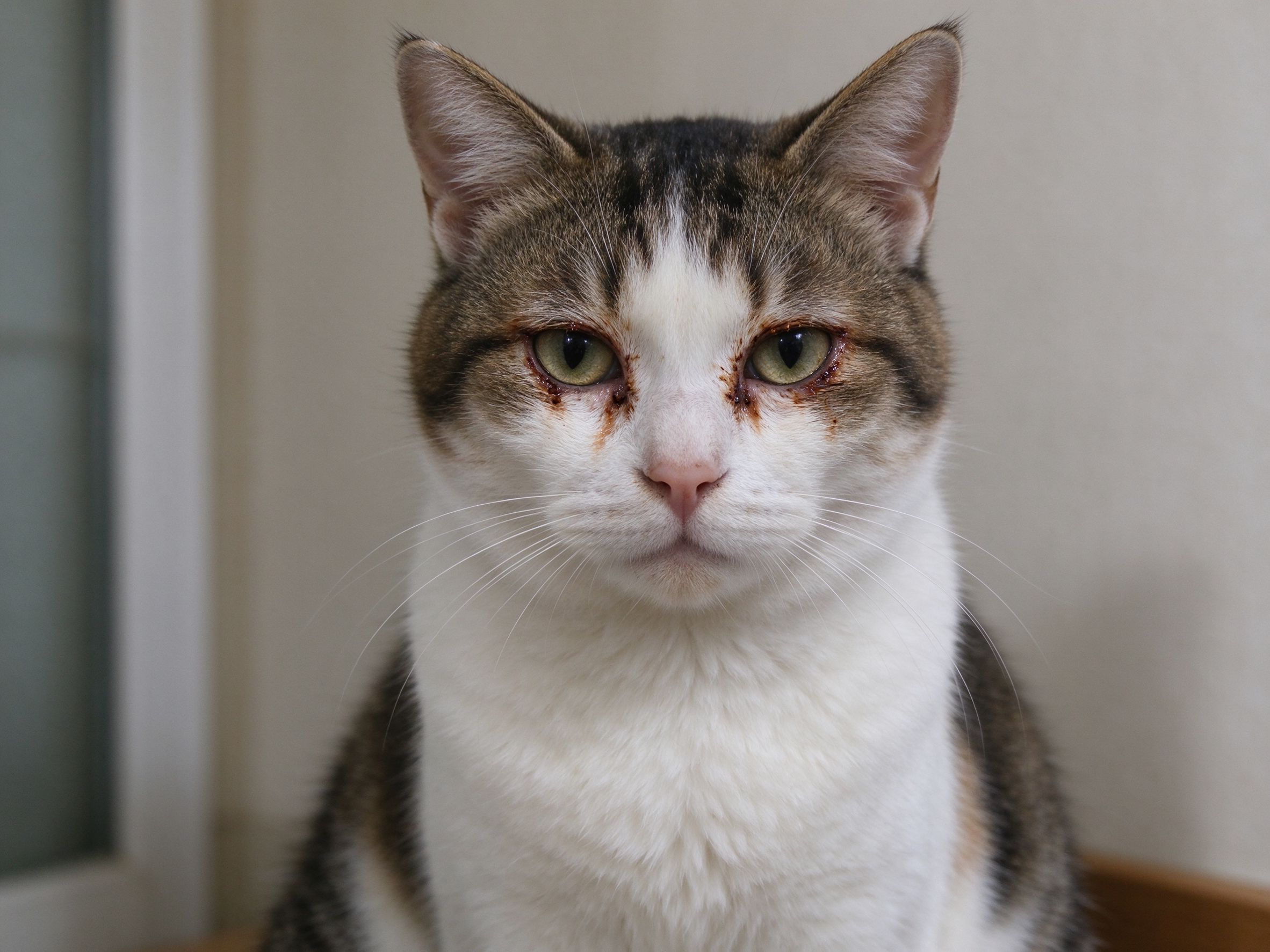 猫咪一直流眼泪有眼屎是什么原因