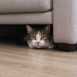 猫躲在沙发底下角落只露出头警惕张望的猫咪行为图片