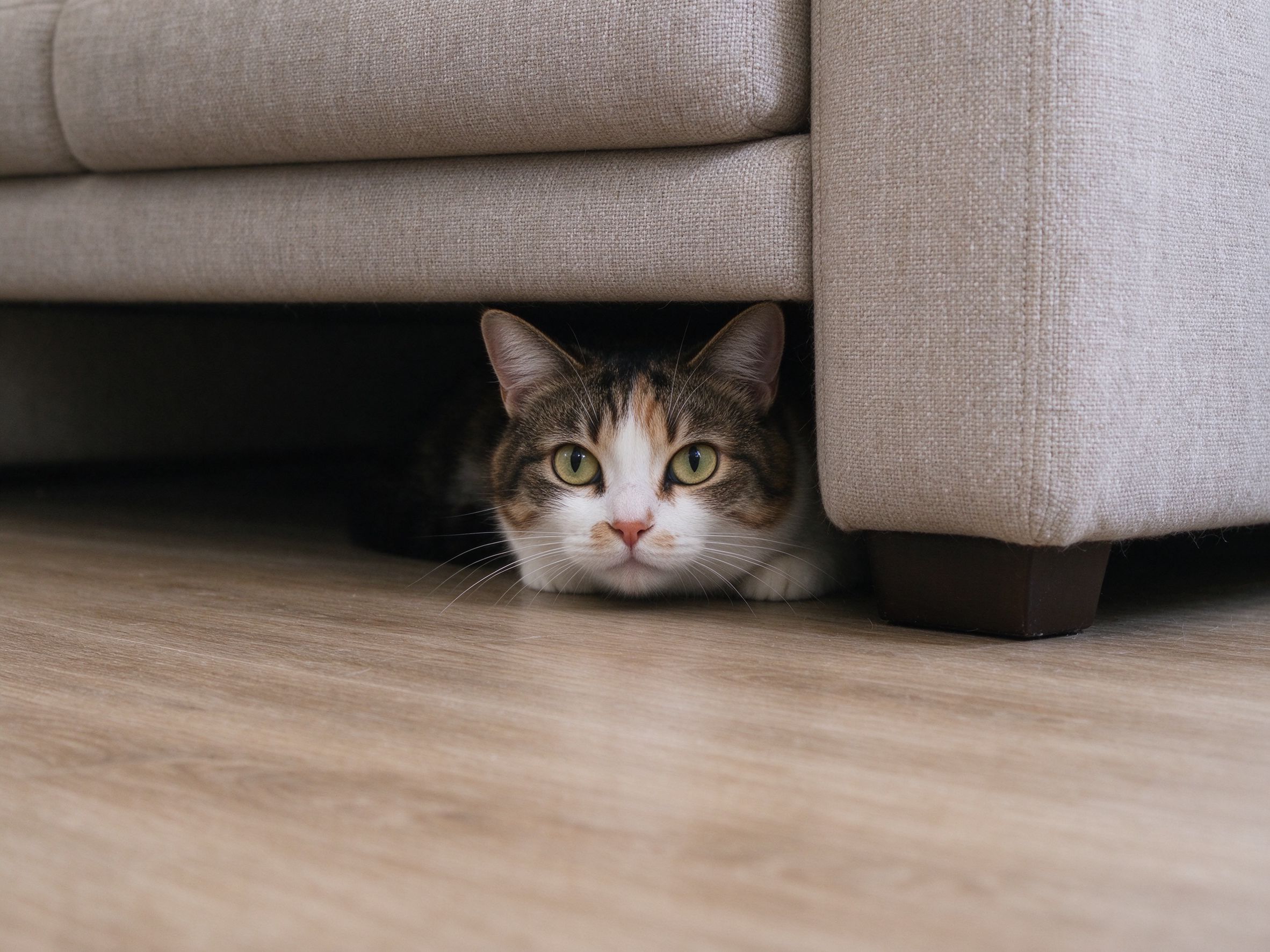 猫躲在沙发底下角落只露出头警惕张望的猫咪行为图片