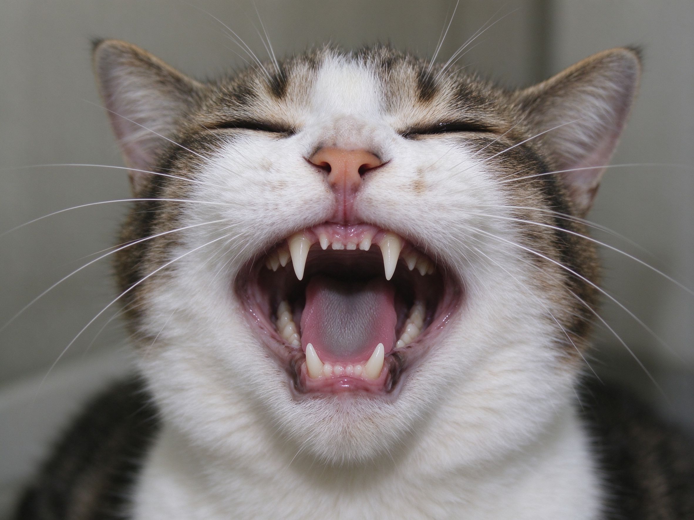 猫牙结石口臭怎么办,要不要刷牙