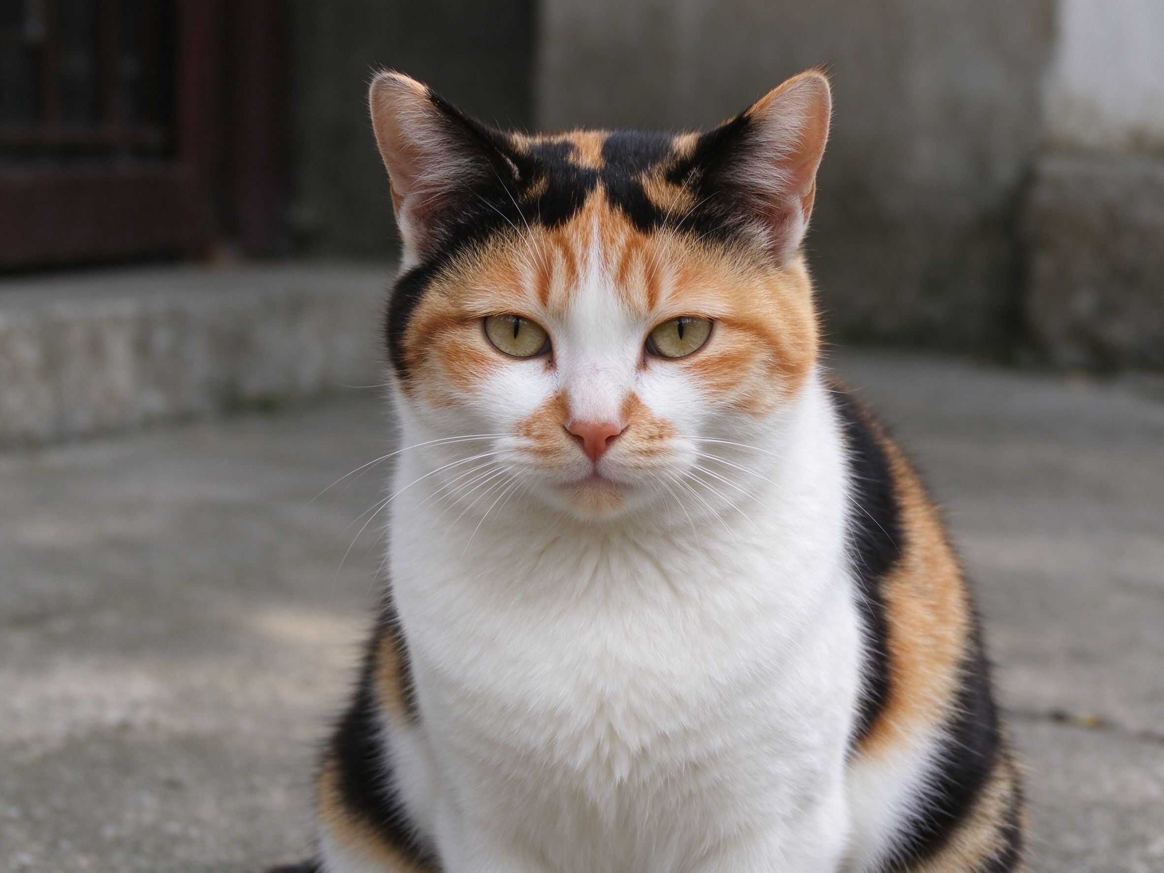 中华田园猫里的三花为什么大多是母猫