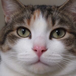 猫脸部特写粉色鼻子湿润发亮的猫咪健康图片