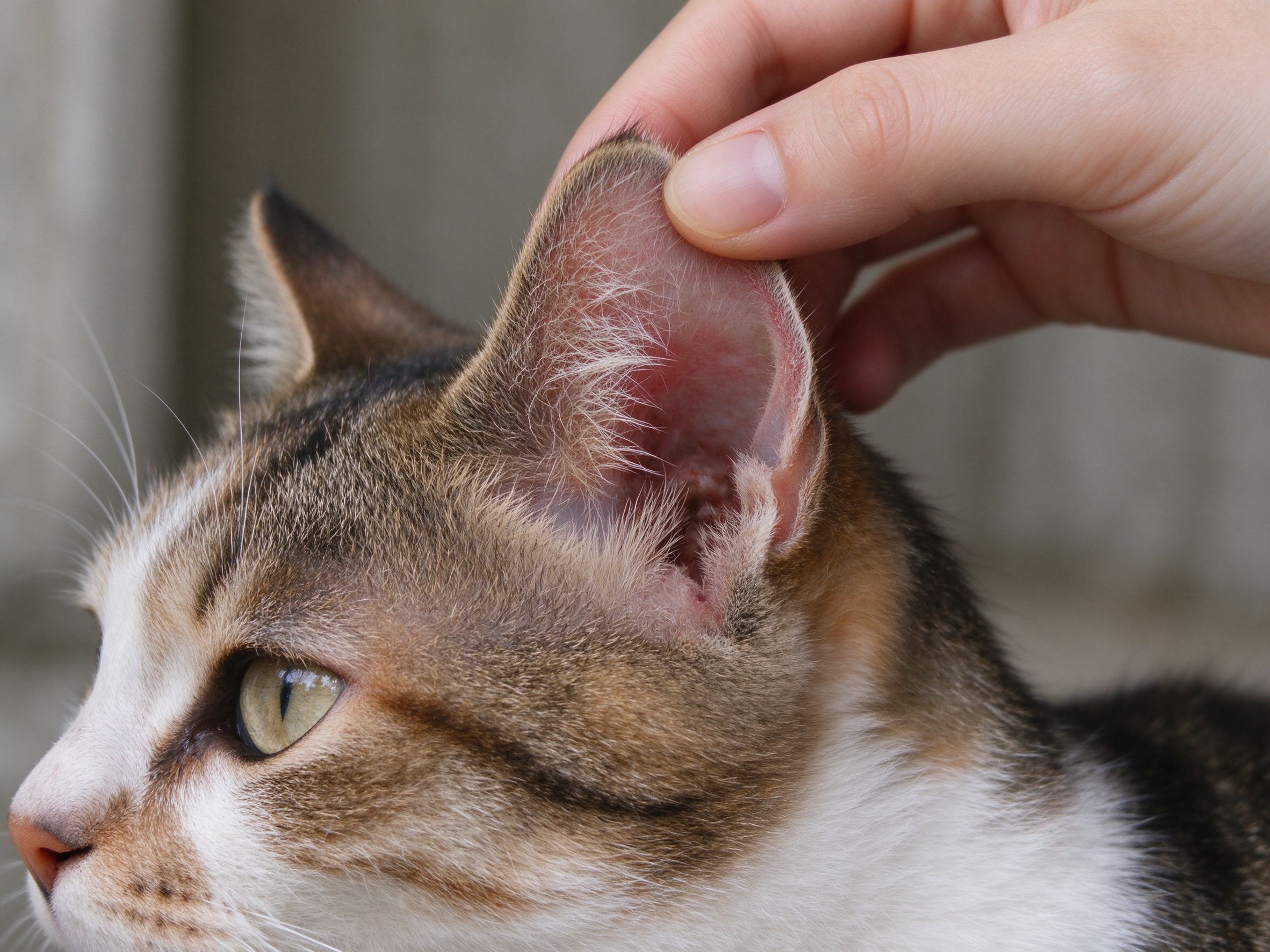 一只手轻翻猫耳朵耳朵里干净微红的猫咪健康图片