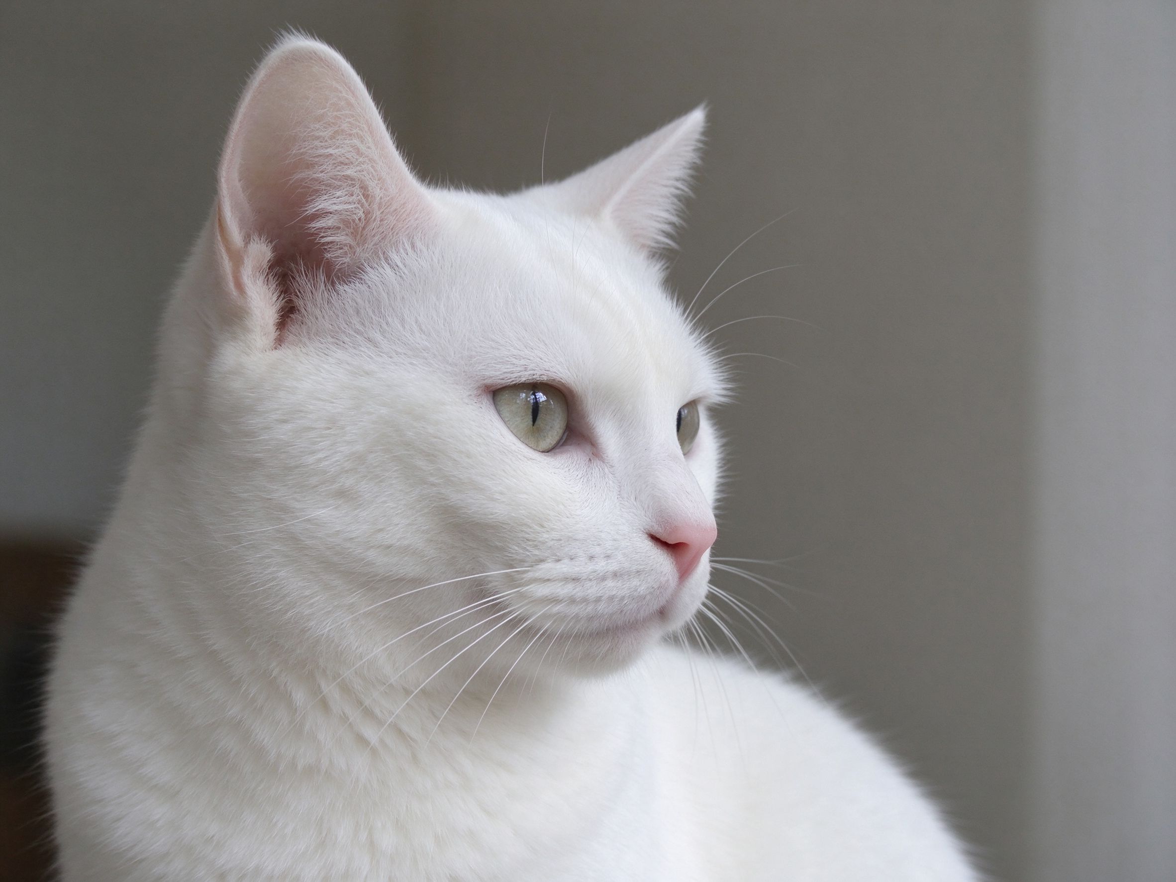 纯白色短毛猫安静侧脸特写粉鼻子的猫咪品种图片
