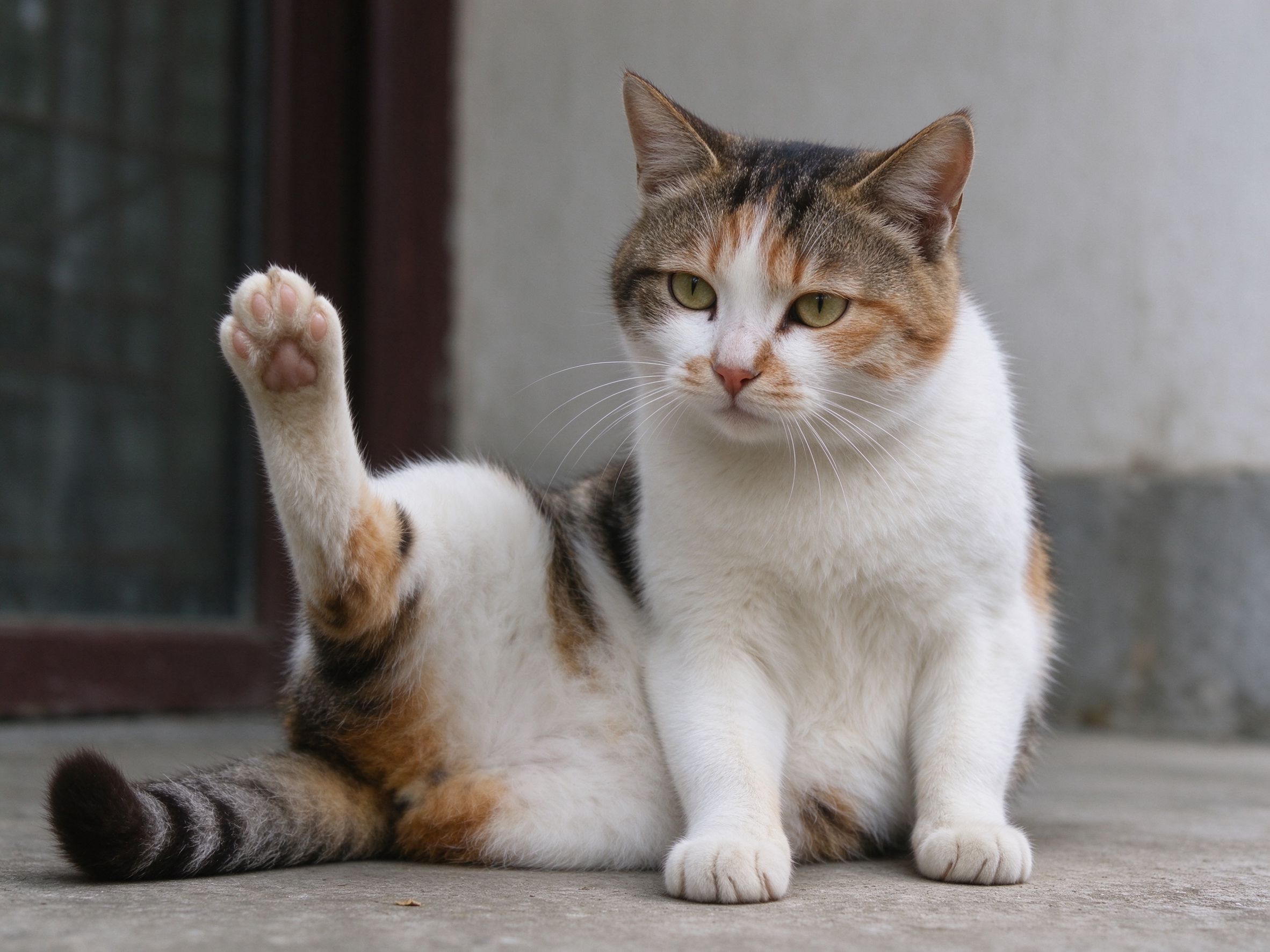 被猫抓伤了怎么办，要不要打疫苗