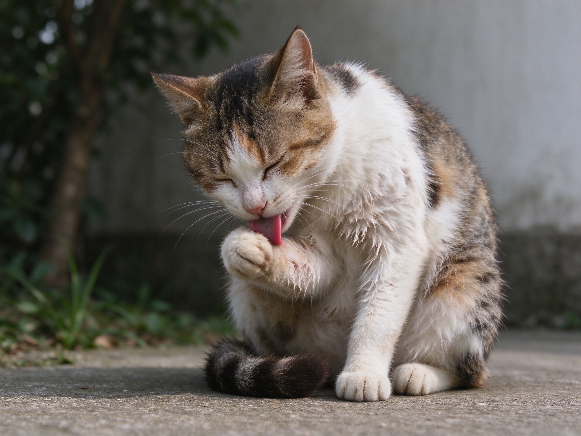 猫频繁舔毛是不是皮肤病，怎么区分