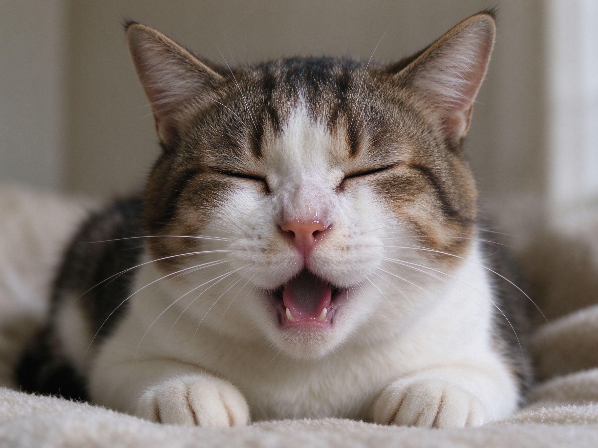 猫打喷嚏流鼻涕怎么办,是不是感冒