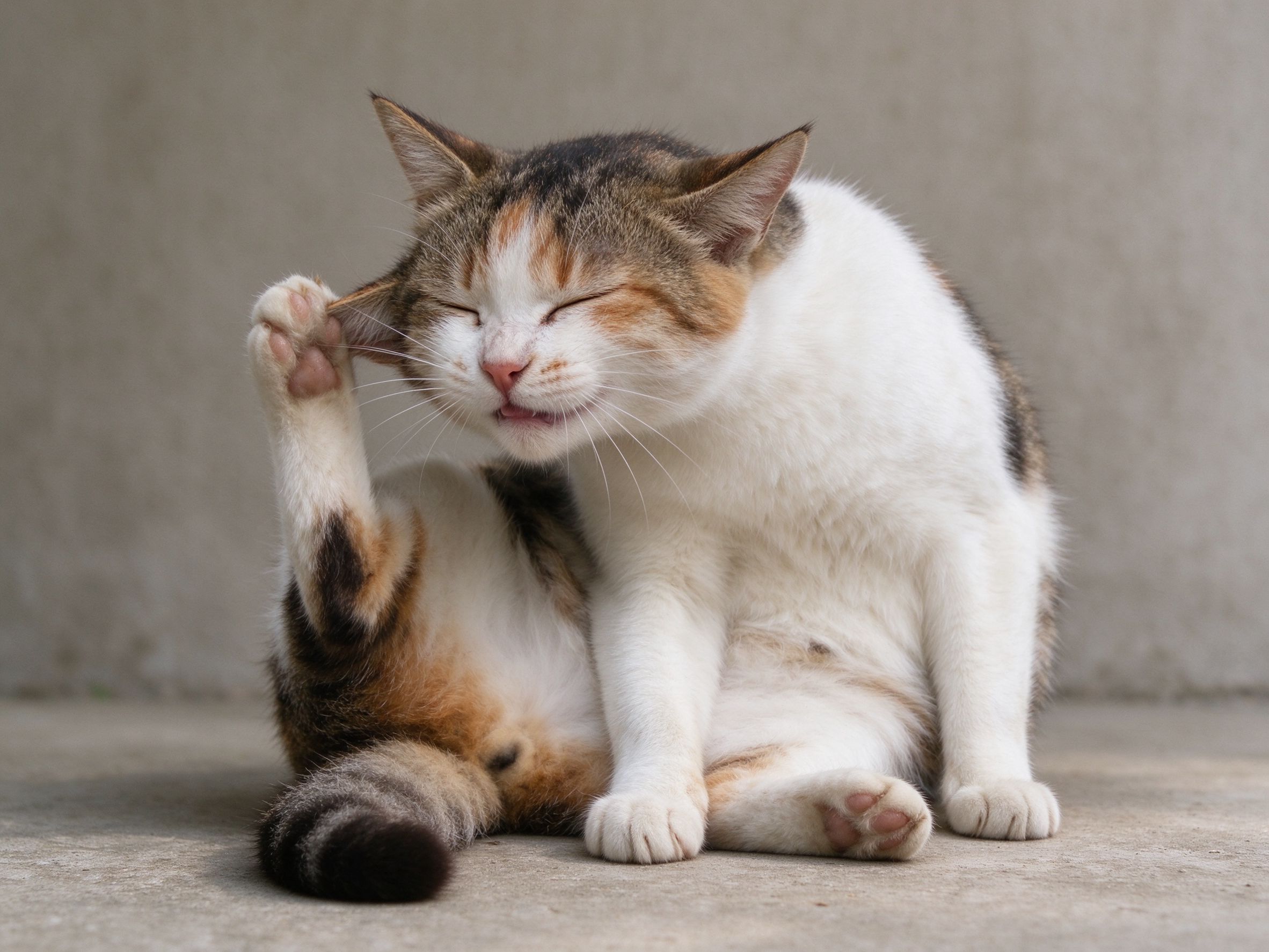 猫歪着头用后脚挠自己耳朵表情痒的猫咪健康图片
