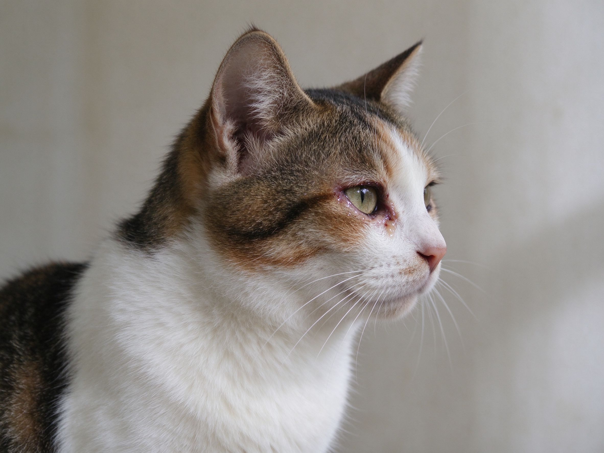 猫眼睛眼角有点湿润分泌物安静侧脸特写的猫咪健康图片