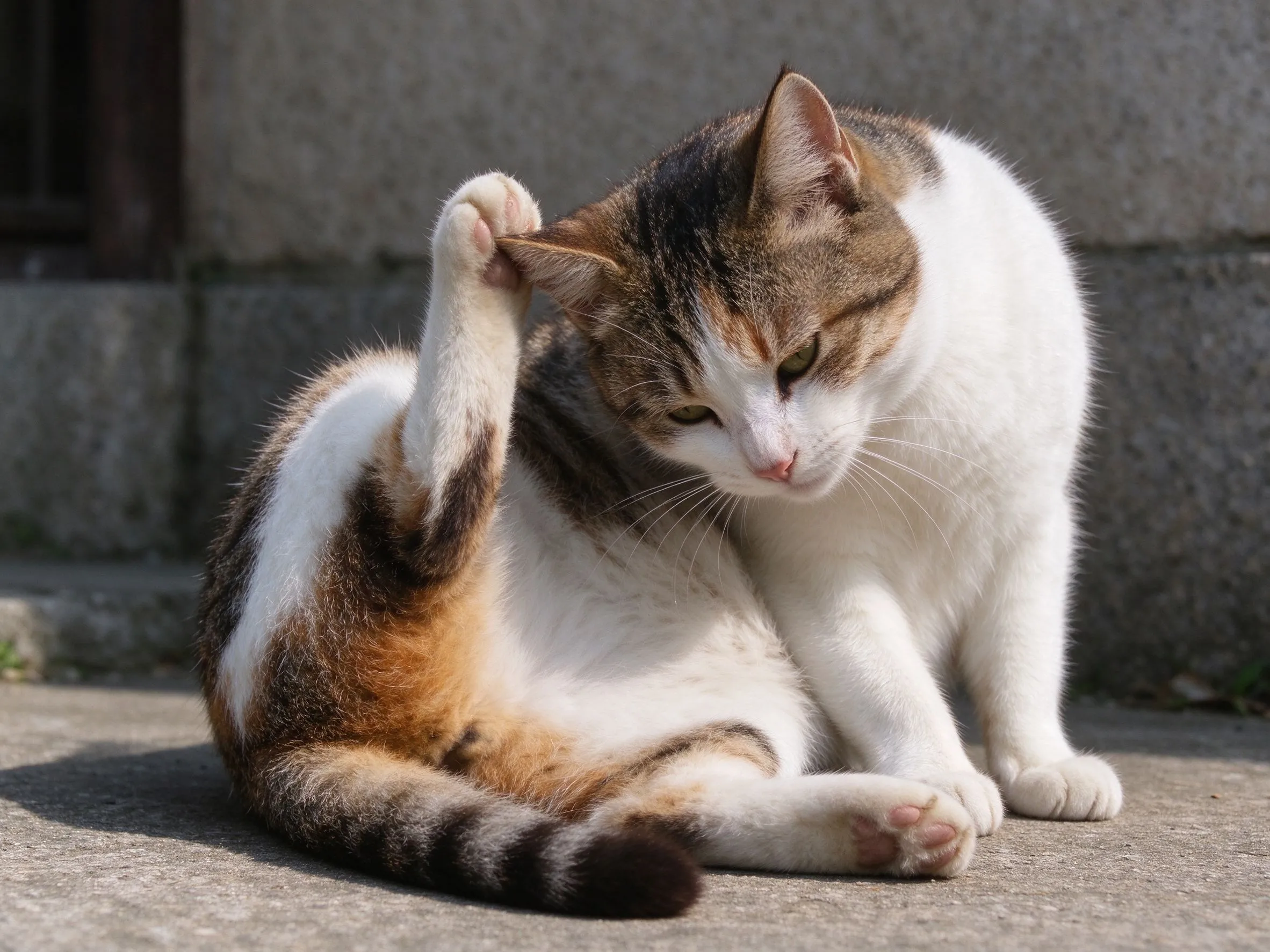 一只猫歪头用后脚挠自己耳朵的猫咪健康图片