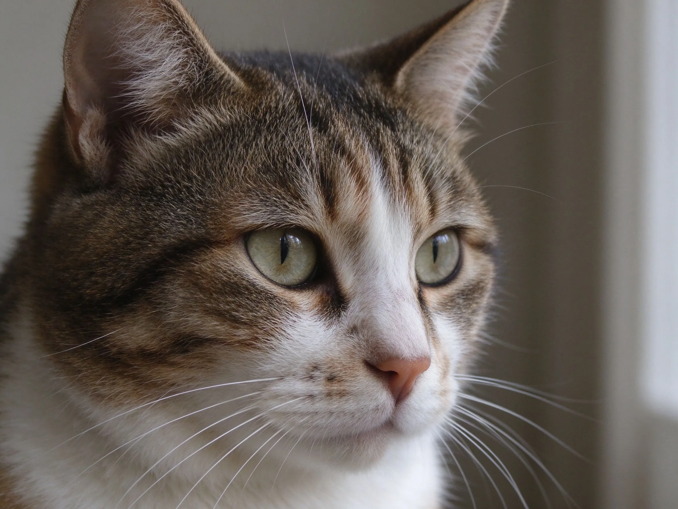猫脸部特写能看到胡须安静看向侧面的猫咪健康图片