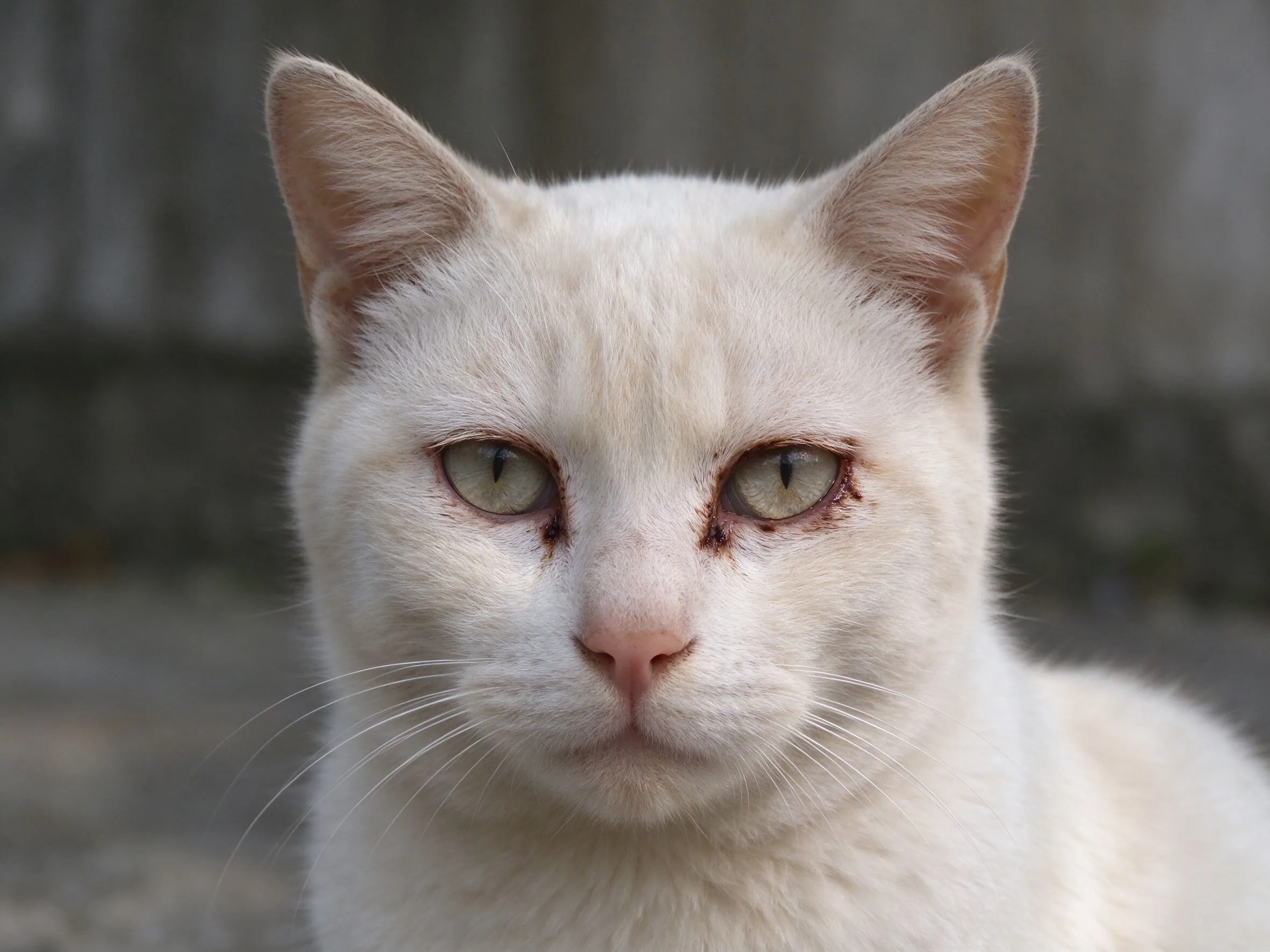 浅色家猫眼角有少量深褐色泪痕分泌物正面看镜头的猫咪健康图片