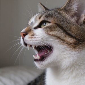 猫侧脸露出干净牙齿张嘴自然状态的猫咪图片