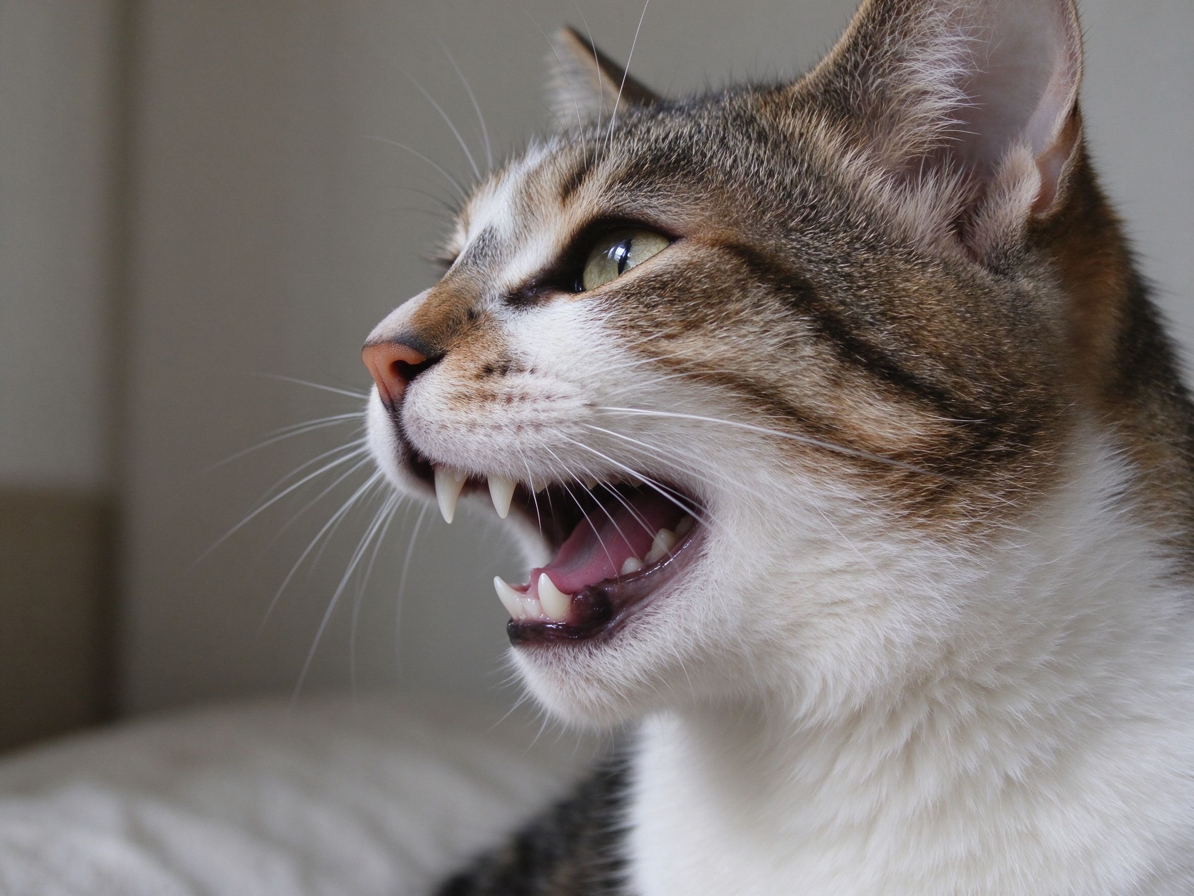 猫咪牙结石、口臭怎么办,日常怎么护牙