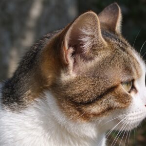 猫侧头露出干净耳朵的猫咪图片