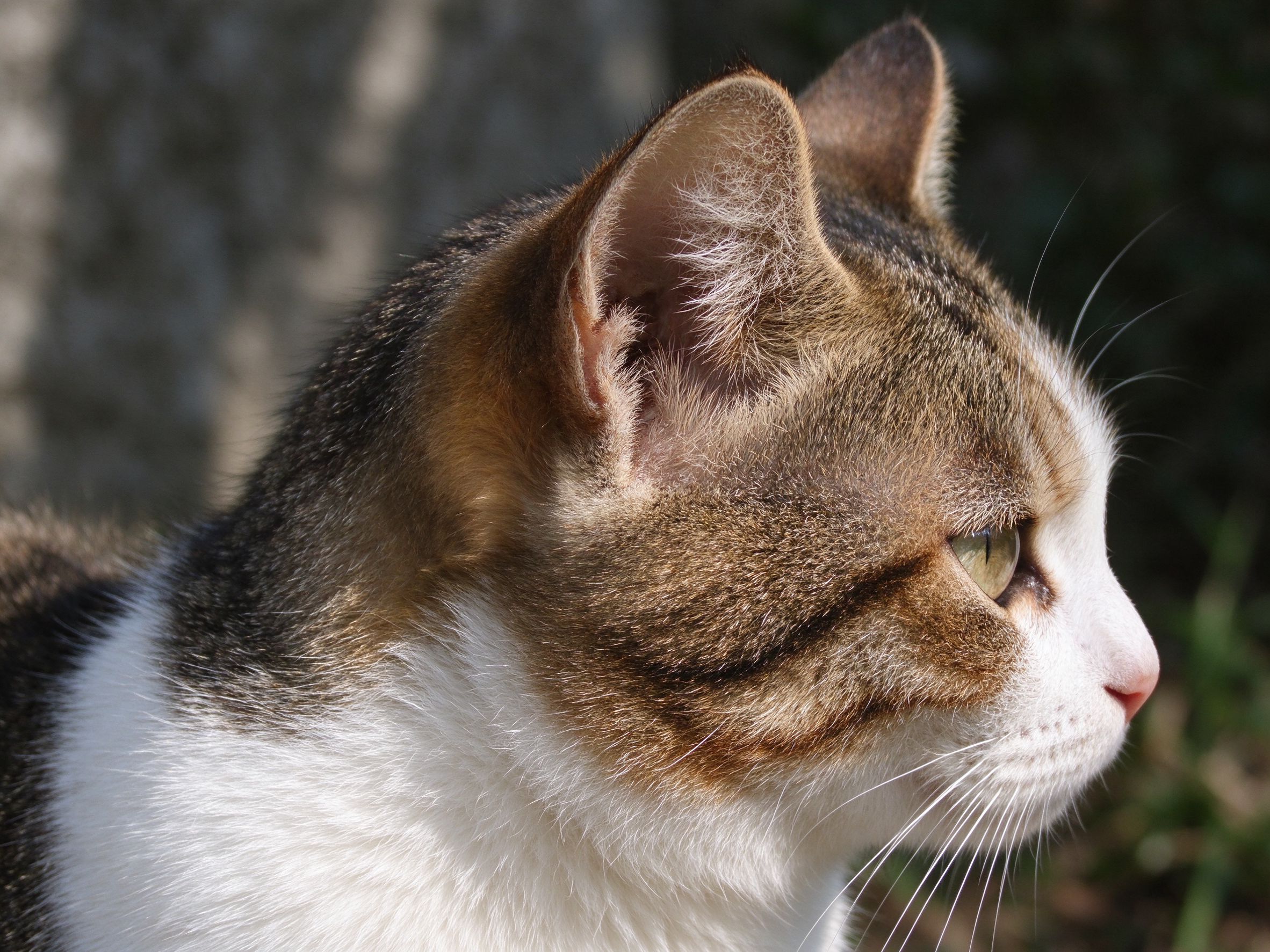 猫耳朵脏、有黑垢,怎么判断是不是耳螨