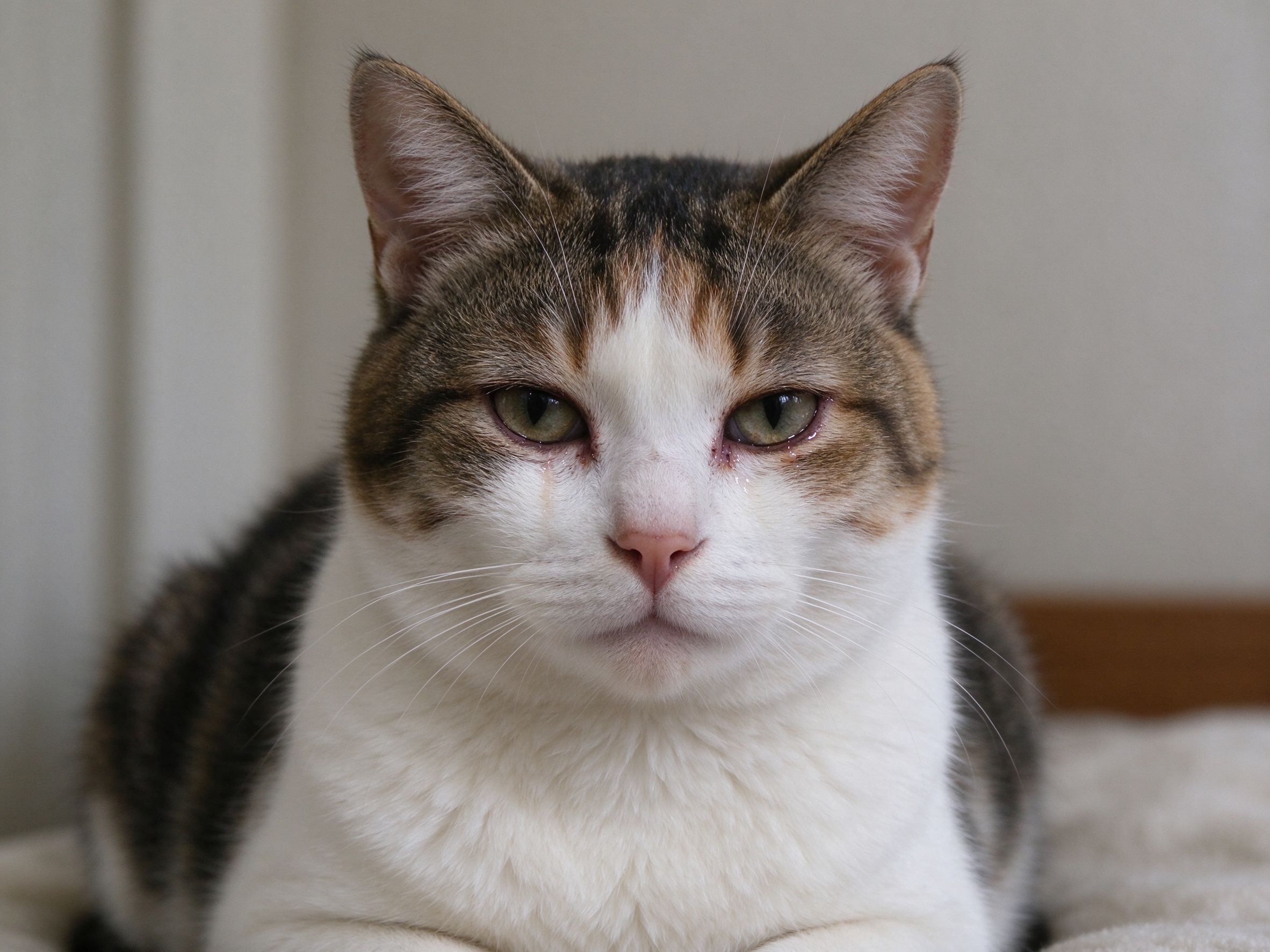 猫流眼泪、眼屎多是怎么回事,要不要紧