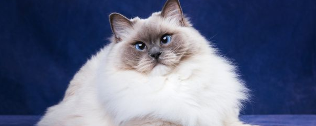 布偶猫和蓝猫配种是什么样子？布偶猫和蓝猫各自的特点