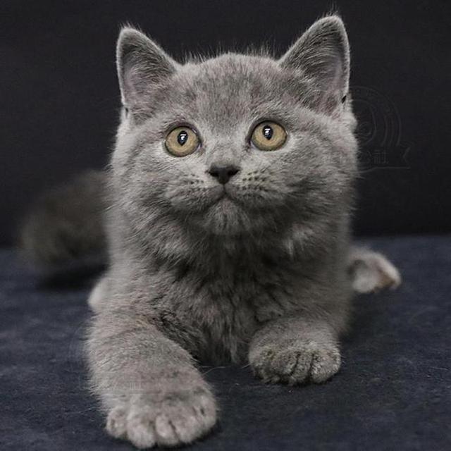 布偶猫和蓝猫配种是什么样子？布偶猫和蓝猫各自的特点